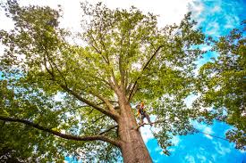 Best Tree Health Inspection  in Lake Barrington, IL