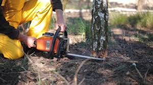 Best Firewood Processing and Delivery  in Lake Barrington, IL