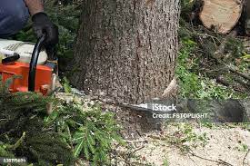 Best Tree Maintenance Programs  in Lake Barrington, IL