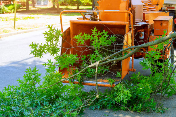 Best Tree Removal  in Lake Barrington, IL