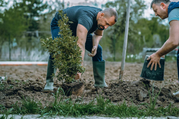 Best Lawn Drainage Solutions  in Lake Barrington, IL