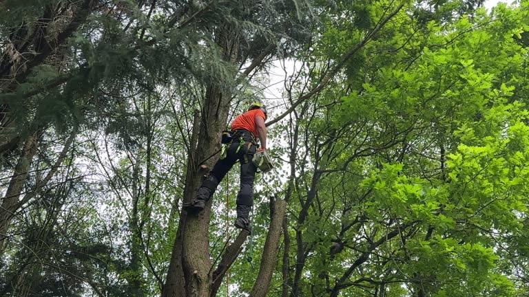 Best Palm Tree Trimming  in Lake Barrington, IL