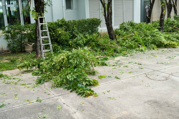 Best Tree Cabling and Bracing  in Lake Barrington, IL