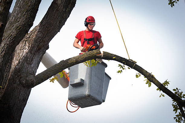 Best Stump Grinding and Removal  in Lake Barrington, IL