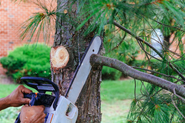 Reliable Lake Barrington, IL Tree Services Solutions