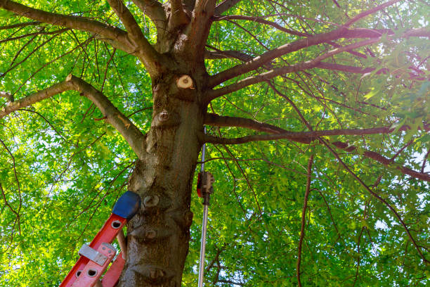 How Our Tree Care Process Works  in  Lake Barrington, IL